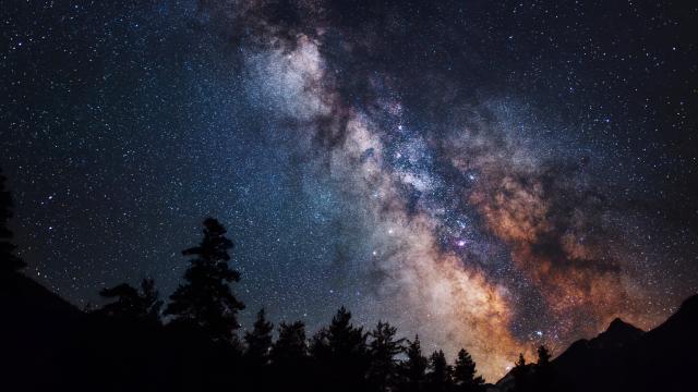 Silhouette of trees with the Milky Way in the background