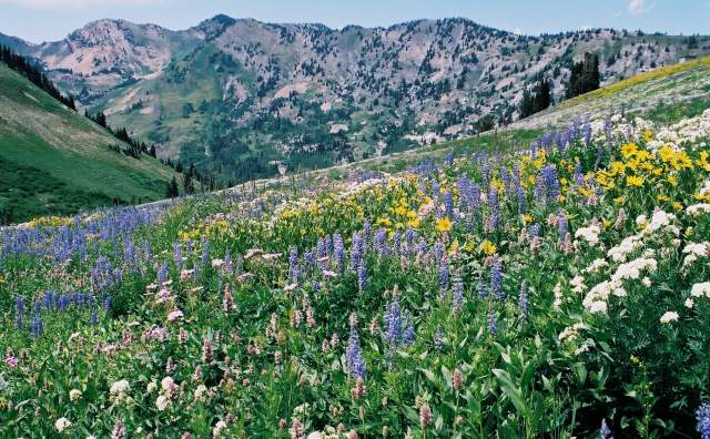 Albion Basin Wasatch Wildflower Festival