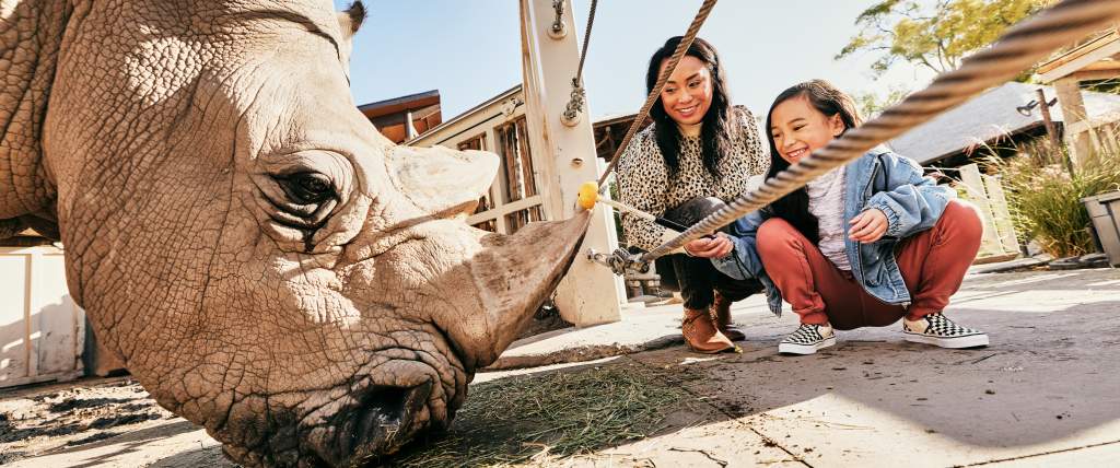 Feeding a rhino at Utah's Hogle Zoo