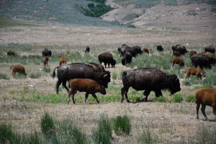 Many Bison - Bison Roundup