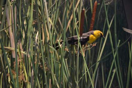 Image of yellow and black colored Bird