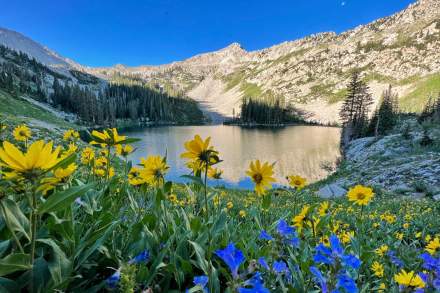 Photograph of Red Pine Lake with sunflowers in the front of the photo