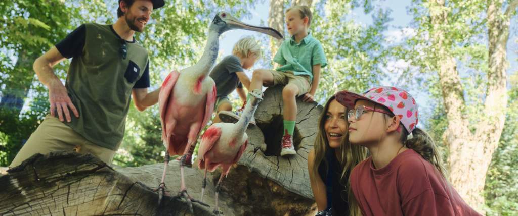 Family looking at two interesting birds standing on a log
