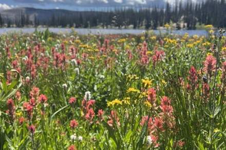 Indian Paintbrush