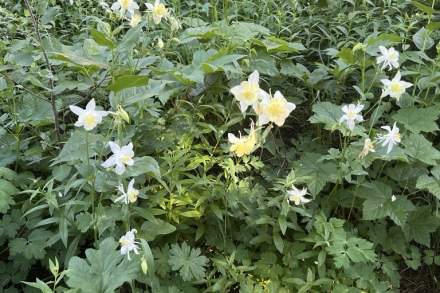 Columbine