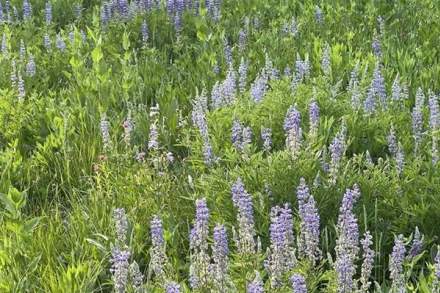 Lupine