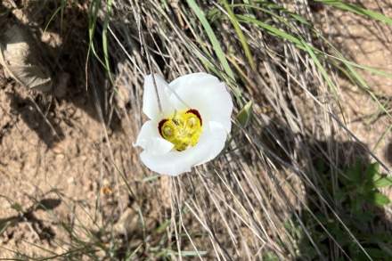 Sego Lily