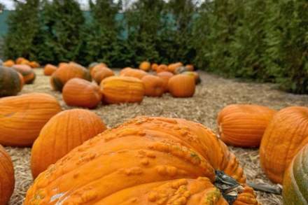 Image of pumpkins in the fall