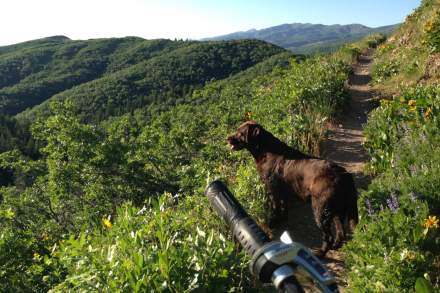 Mueller Park Mountain Biking Trail