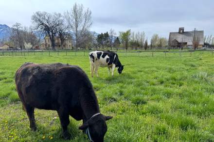 Image of cows at the Wheeler historic farm