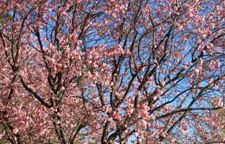Cherry Blossom Tree