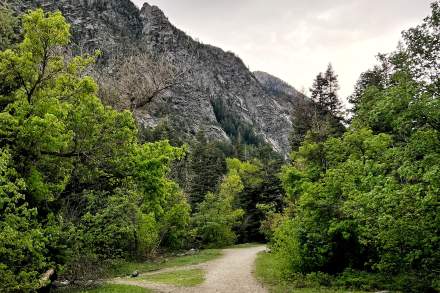 Gravel and dirt path through trees with a rocky mountain in the background