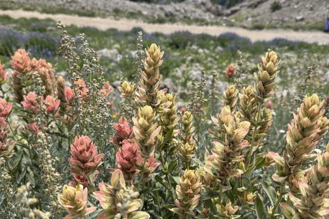 Snowbird Summer Excursion Day Tour
