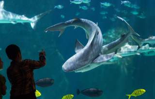Loveland Living Planet Aquarium
