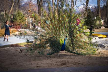 Tracy Aviary