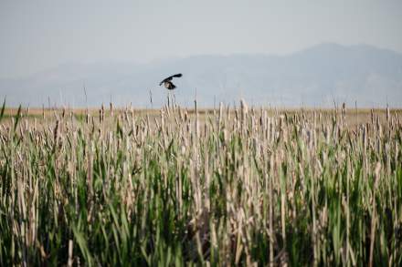 Bird flying at The Great Salt Lake