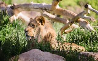 Lion at Hogle Zoo